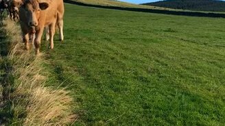 Вы меня звали? - смотреть видео (0:06)