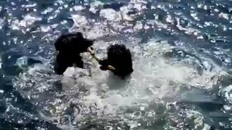 Пудели против палки в море - смотреть видео (0:36)