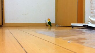 Попугай готовится к параду - смотреть видео (0:42)