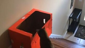 Быстрый спуск кота с лестницы - смотреть видео (0:08)