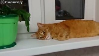 Весёлые и миленькие кошки - смотреть видео (9:42)