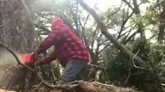 Провал неопытного лесоруба - смотреть видео (0:16)