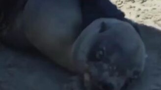 Помощь морскому котику - смотреть видео (0:50)