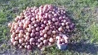 Сто вёдер картошки! - смотреть видео (0:54)