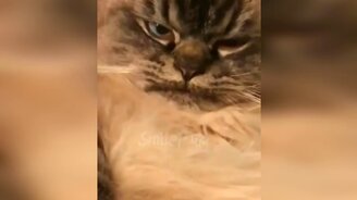 Котики и кошки, которые смешат - смотреть видео (10:22)