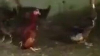 Курица в компании уток - смотреть видео (0:14)