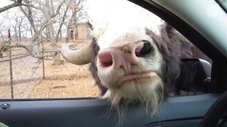 Пообщаемся с дикими животными!? - смотреть видео (10:00)