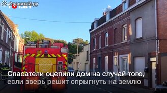 Чёрная пантера на крышах домов - смотреть видео (0:36)