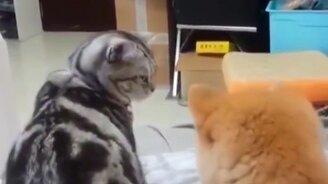 Человек подставляет пса перед кошкой - смотреть видео (0:22)