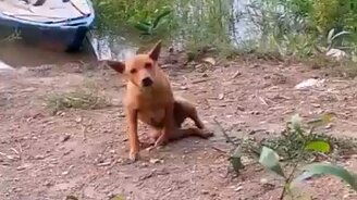 Собака что делает? - смотреть видео (1:31)