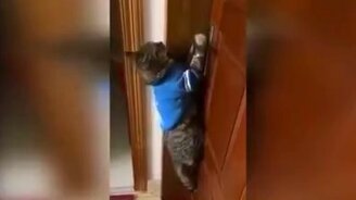 Открой дверь, по-человечески прошу! - смотреть видео (0:57)