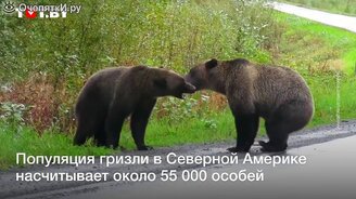 Гризли подрались на дороге - смотреть видео (0:54)