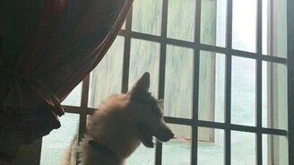 Собака-пролезака - смотреть видео (0:36)