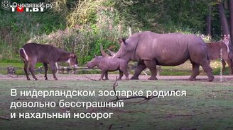 Дерзкий носорожик - смотреть видео (0:50)