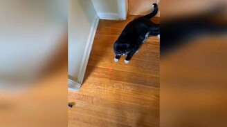 Коты и кошки в прикольных роликах - смотреть видео (10:19)