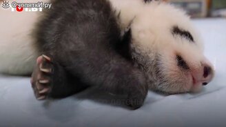 Сонный детёныш панды - смотреть видео (1:10)