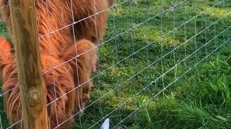 Бычок знакомится с бульдожиком - смотреть видео (2:33)