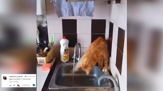 Свеженькие приколы с кошками - смотреть видео (10:17)