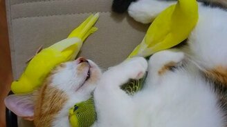 Попугаи пригрелись на кошке - смотреть видео (0:14)