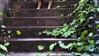 В глазах двоится? - смотреть видео (0:05)