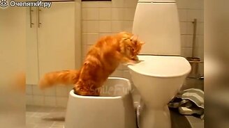 Кошки и коты, которые веселят - смотреть видео (9:55)