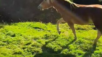 Кувырок по-лошадиному - смотреть видео (0:09)