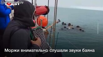 Игра на баяне для моржей - смотреть видео (0:57)