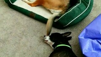 Непростой сон собаки - смотреть видео (0:23)