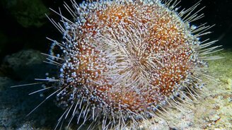 Огненный ёж как он есть - смотреть видео (0:56)