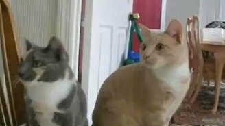 Как управлять кошками - смотреть видео (0:27)