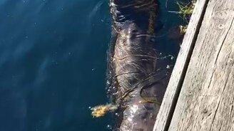 Беззаботная выдра - смотреть видео (0:57)