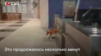 Лиса в Домодедово - смотреть видео (0:40)