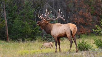 Как кричит олень - смотреть видео (0:20)