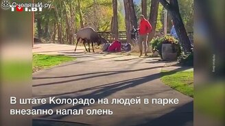 Разъярённый олень опасен! - смотреть видео (0:38)