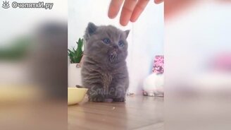 Кошечки и котики в подборке приколов - смотреть видео (8:55)