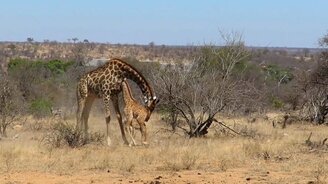 Мать защищает и спасает своё дитя - смотреть видео (6:17)