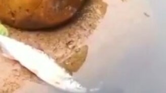 Спящая красавица - смотреть видео (0:10)