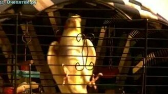 Бешеная пттица - смотреть видео (1:56)