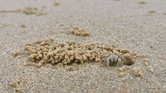 Краб катает шары на пляже - смотреть видео (0:30)