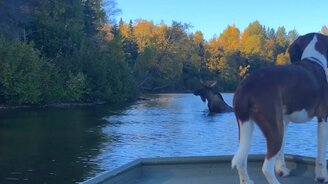 Лось переплывает озеро - смотреть видео (0:28)