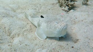 Рыба-звездочёт маскируется - смотреть видео (0:36)