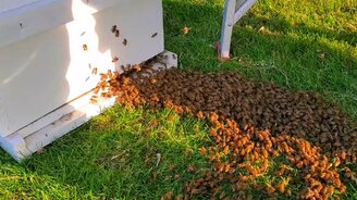 Как поймать рой пчёл - смотреть видео (1:32)