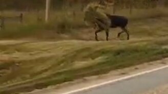 Лось в камуфляже - смотреть видео (0:10)