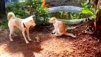 Стиль кунг-фу от собаки - смотреть видео (0:11)