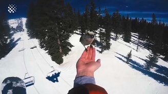 50 приколов с весёлыми животными - смотреть видео (11:35)