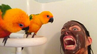 Девушка пугает попугаев - смотреть видео (0:20)