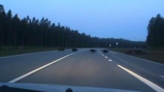 Кабаны, кабаны, кабаны! - смотреть видео (0:10)