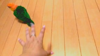 Женская рука играет с попугаями - смотреть видео (1:41)