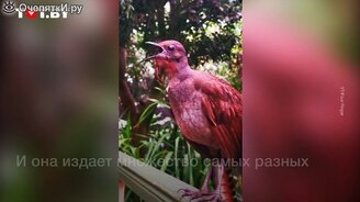 Лирохвост - птичка-пародист - смотреть видео (1:00)