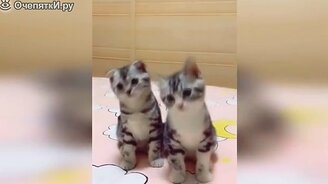 Казусы с котами и котятами - смотреть видео (10:16)